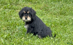Miniature Schnauzer dogs for sale: Pearl - Image 2