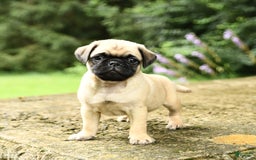 Pug dogs for sale: Trigger - Image 2