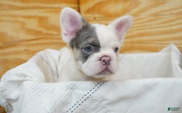 French Bulldog dogs for sale: Patch - Image 2