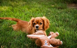Cavalier King Charles Spaniel dogs for sale: Clifford - Image 19