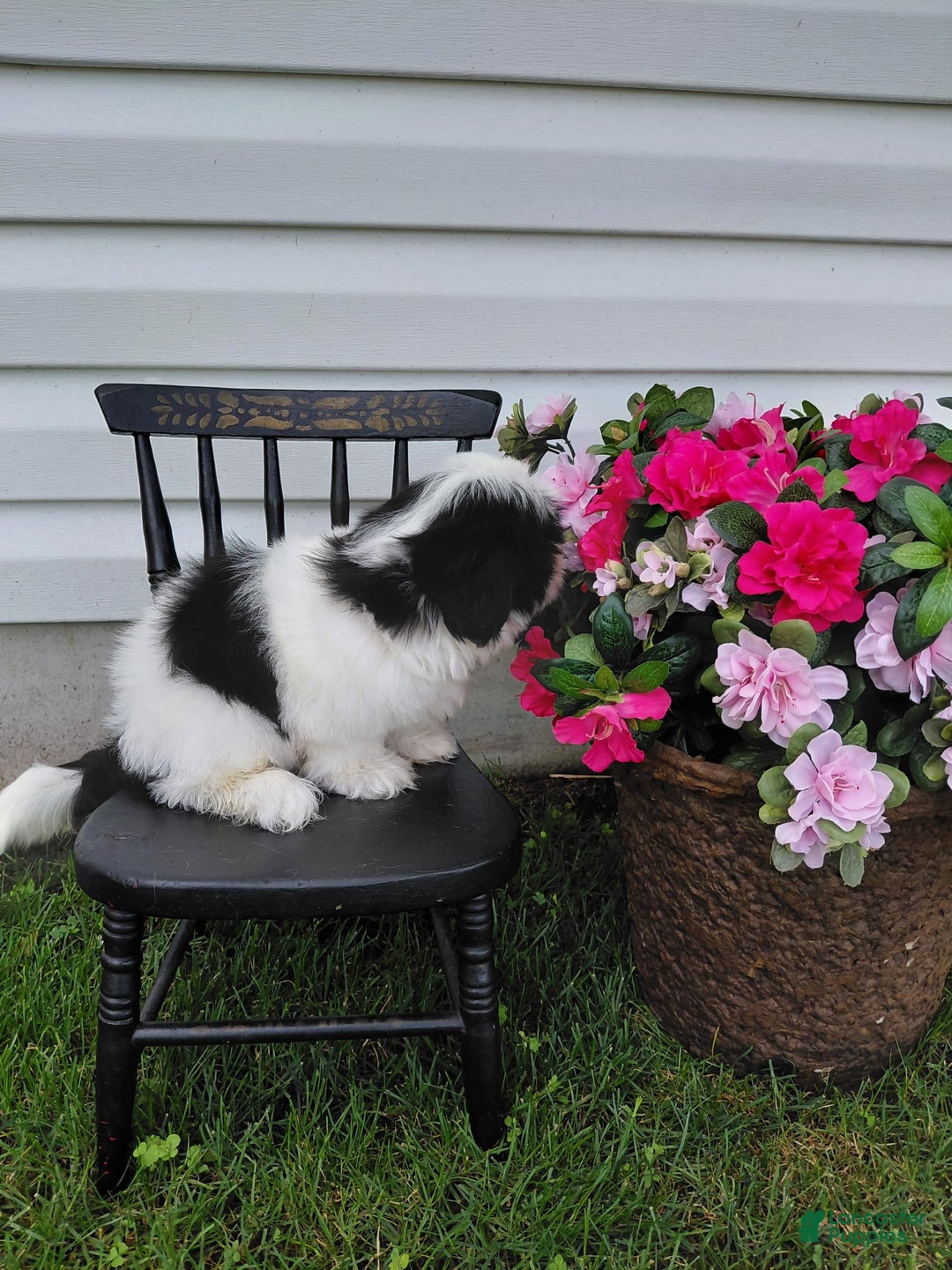 Shih Tzu dogs for sale: Twinkle - Image 5