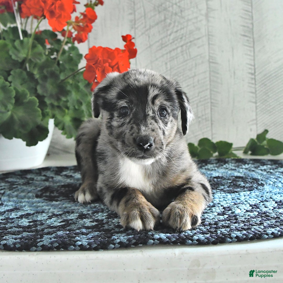 Miniature Australian Shepherd dogs for sale: Chloe - Image 2