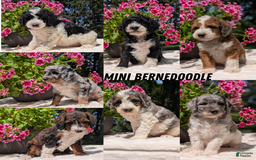 Mini Bernedoodle dogs for sale: Shiloh - Image 9