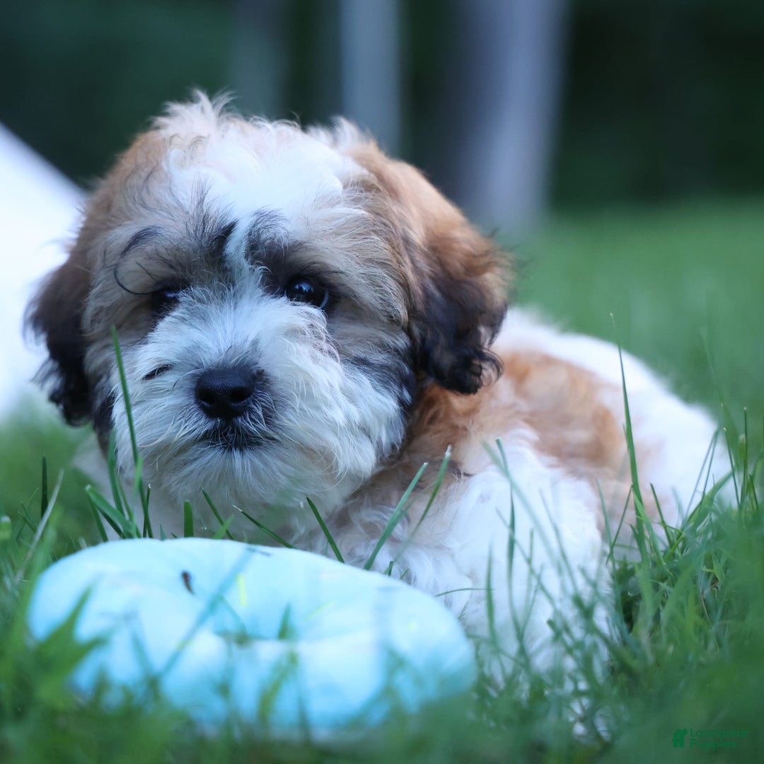 Shihpoo dogs for sale: Hunter - Image 11