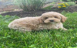 Cockapoo dogs for sale: Nero - Image 5