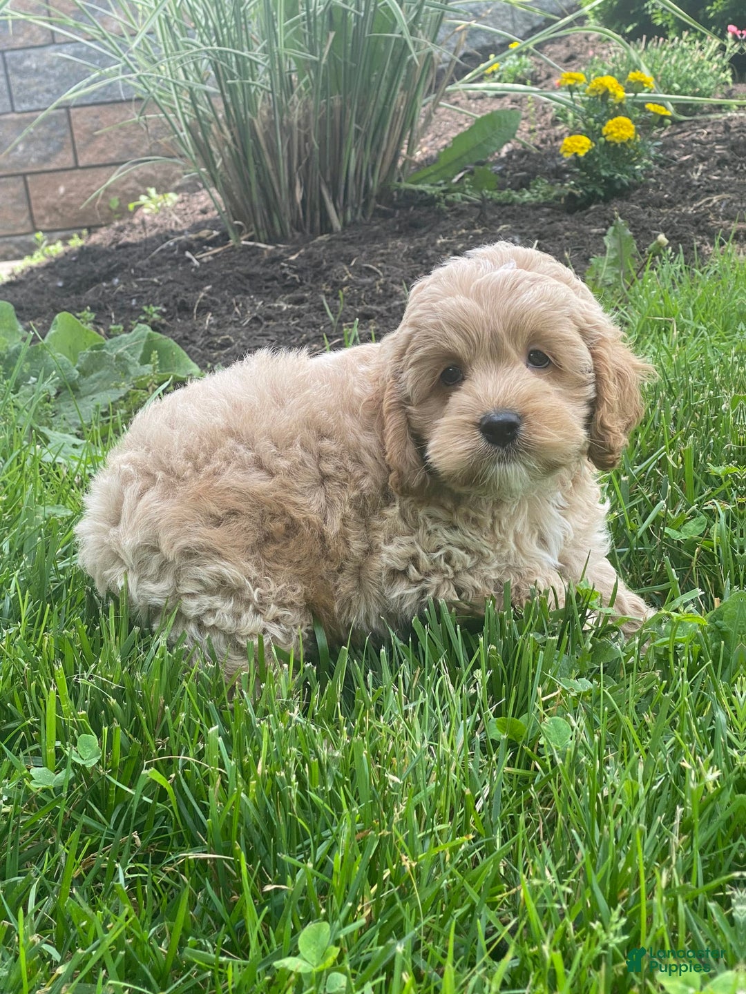 Cockapoo dogs for sale: Nero - Image 5
