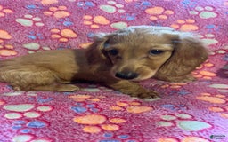 Miniature Dachshund dogs for sale: Clementine - Image 1
