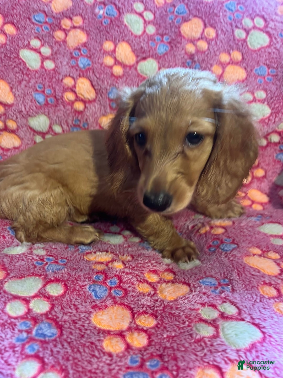 Miniature Dachshund dogs for sale: Clementine - Image 1