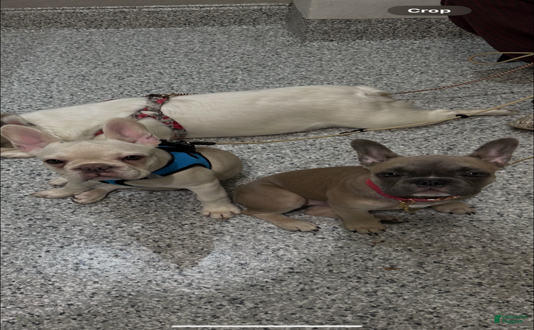 French Bulldog dogs for sale - Ad 1