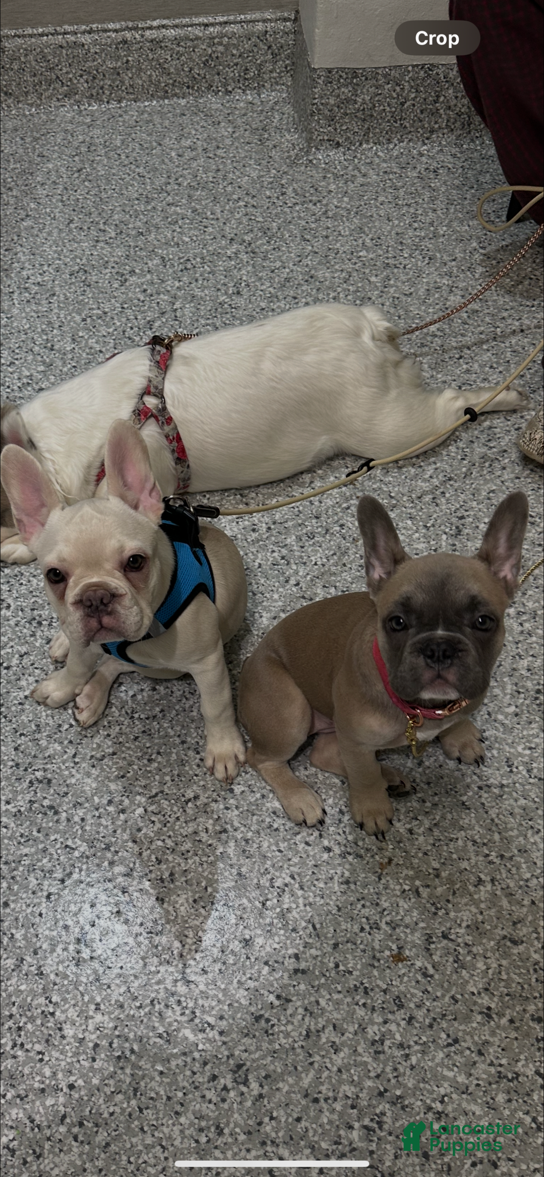 French Bulldog dogs for sale: Lucy - Image 1