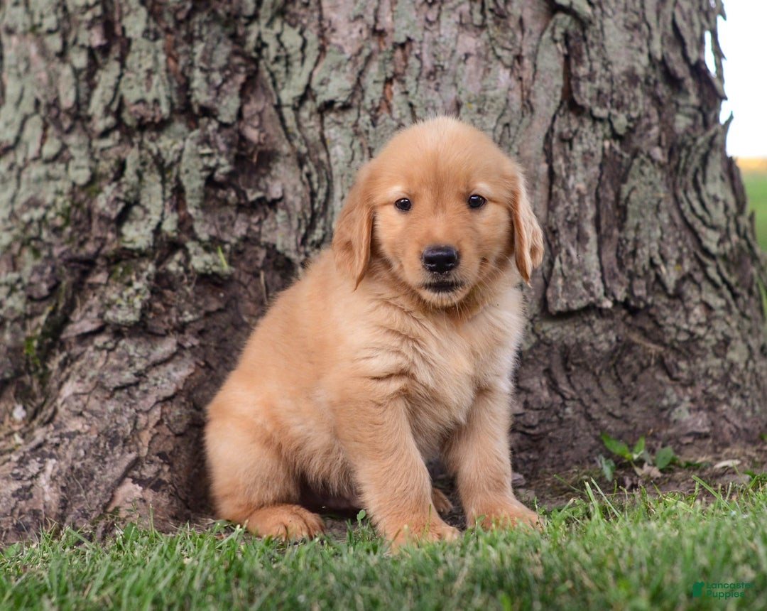 Golden Retriever dogs for sale: Zeke - Image 6