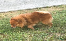 Pomeranian dogs for sale: Abbigail - Image 6