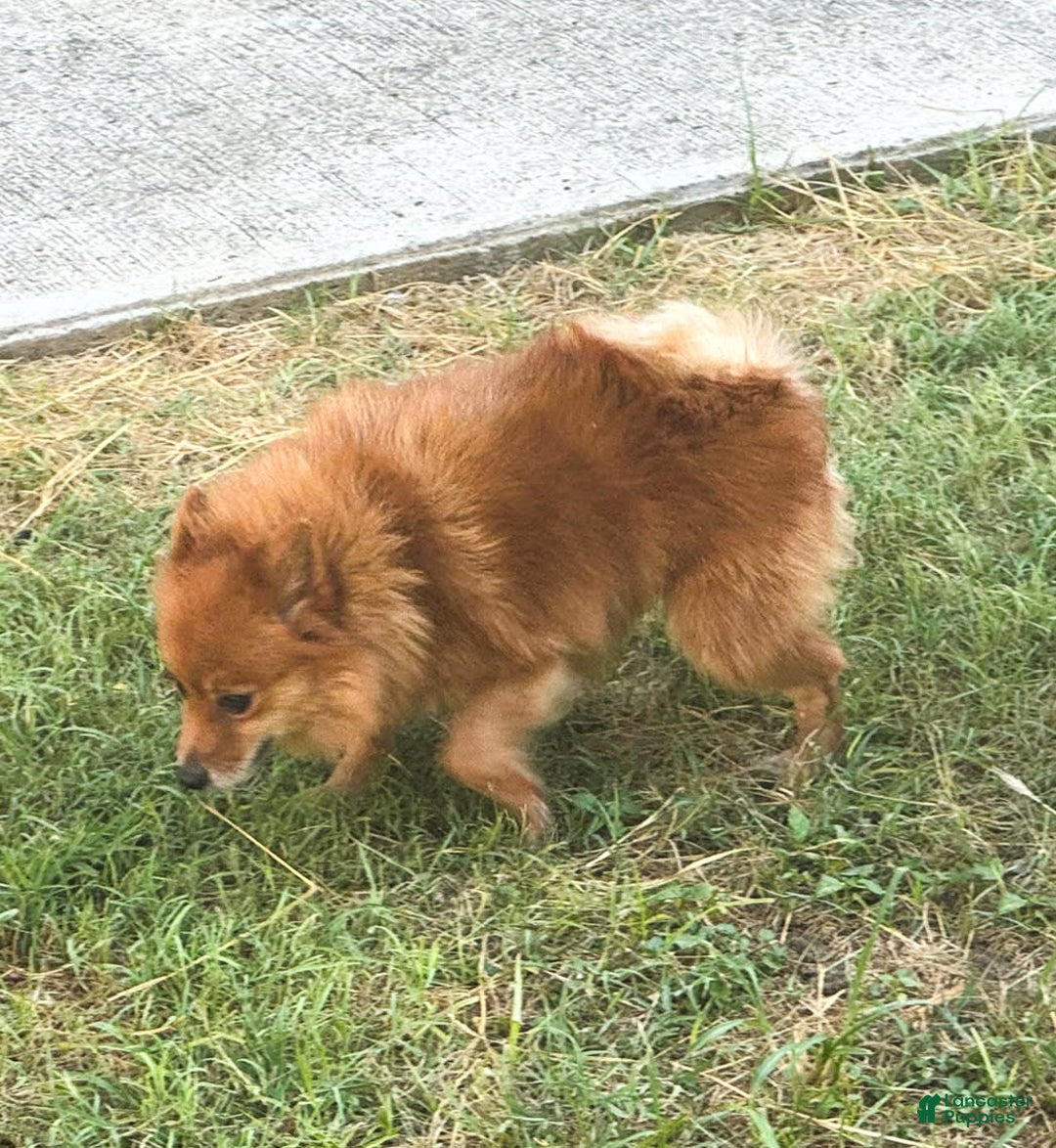 Pomeranian dogs for sale: Abbigail - Image 6