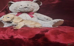 Miniature Dachshund dogs for sale: Butterbean - Image 8