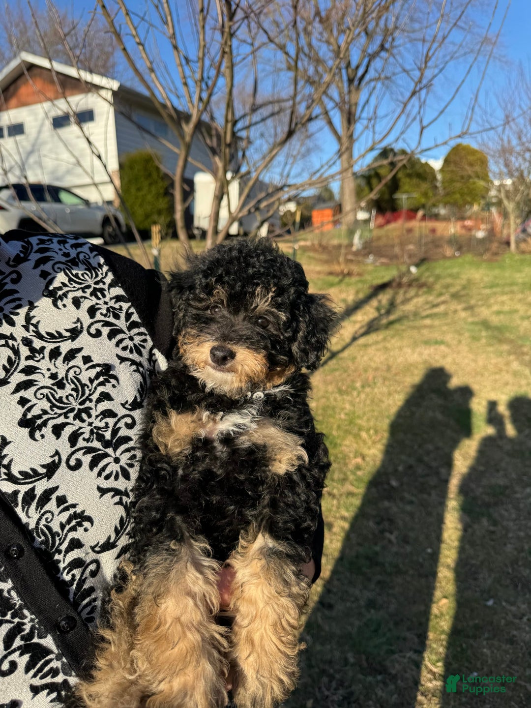 Yorkiepoo dogs for sale: Messie - Image 1