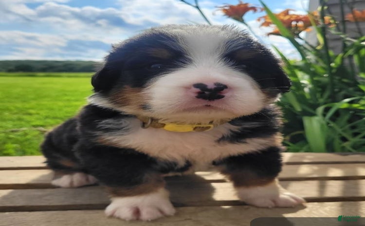 Bernese Mountain Dog dogs - Advert 4
