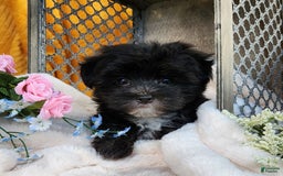 Morkie dogs for sale: Gracie - Image 9