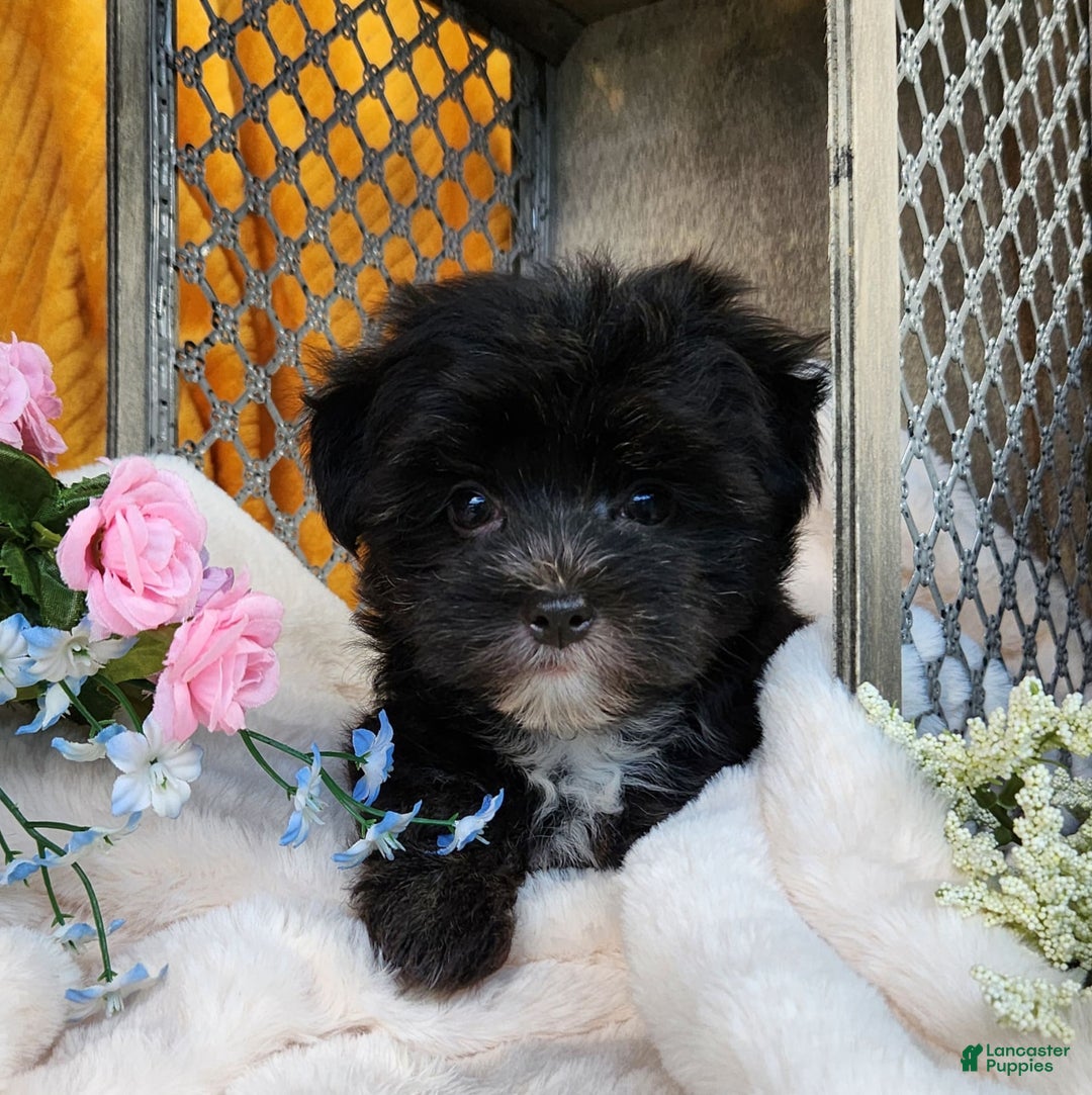 Morkie dogs for sale: Gracie - Image 9