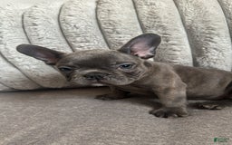 French Bulldog dogs for sale: David - Image 7