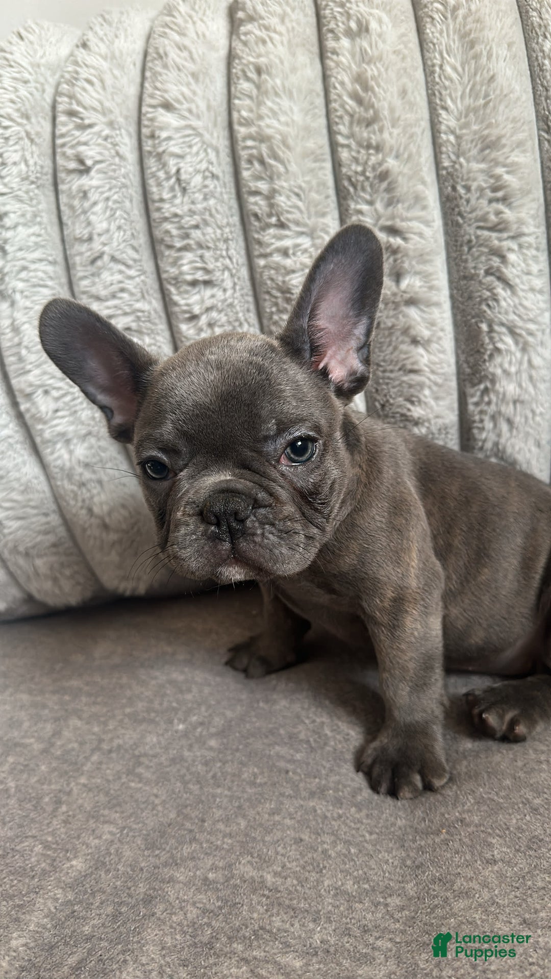 French Bulldog dogs for sale: David - Image 7