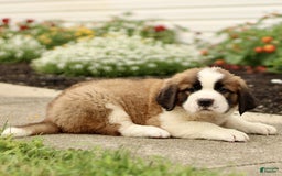 Saint Bernard dogs for sale: Charles - Image 4