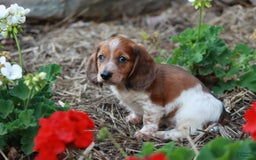 Miniature Dachshund dogs for sale: Whitney - Image 4