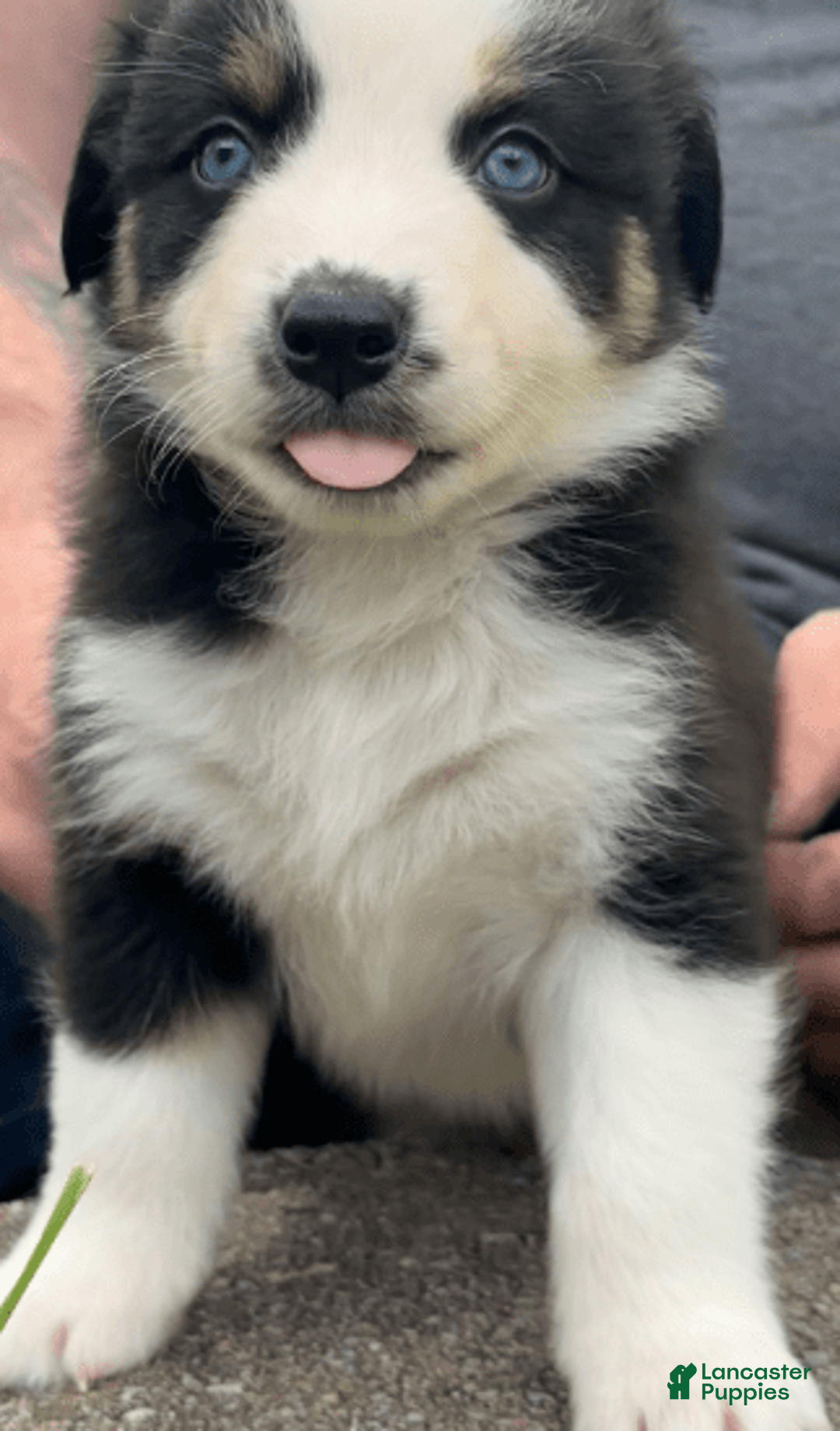 Australian Shepherd dogs for sale: Alejandro-ollie - Image 12