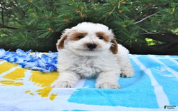 Mini Goldendoodle dogs for sale: Buster - Image 8