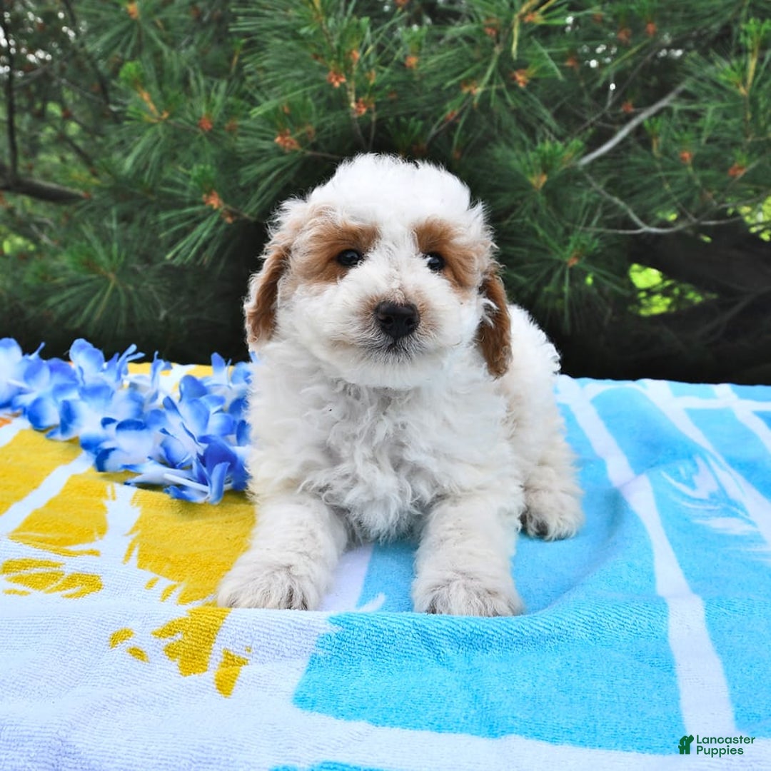 Mini Goldendoodle dogs for sale: Buster - Image 8