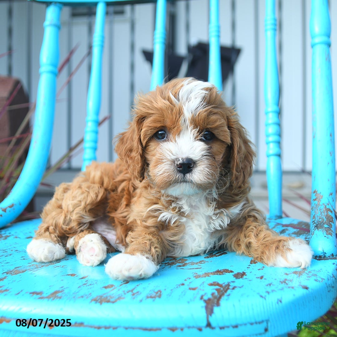 Cavapoo dogs for sale: Ace - Image 3