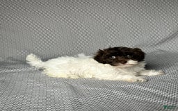 Havapoo dogs for sale: Kate - Image 2