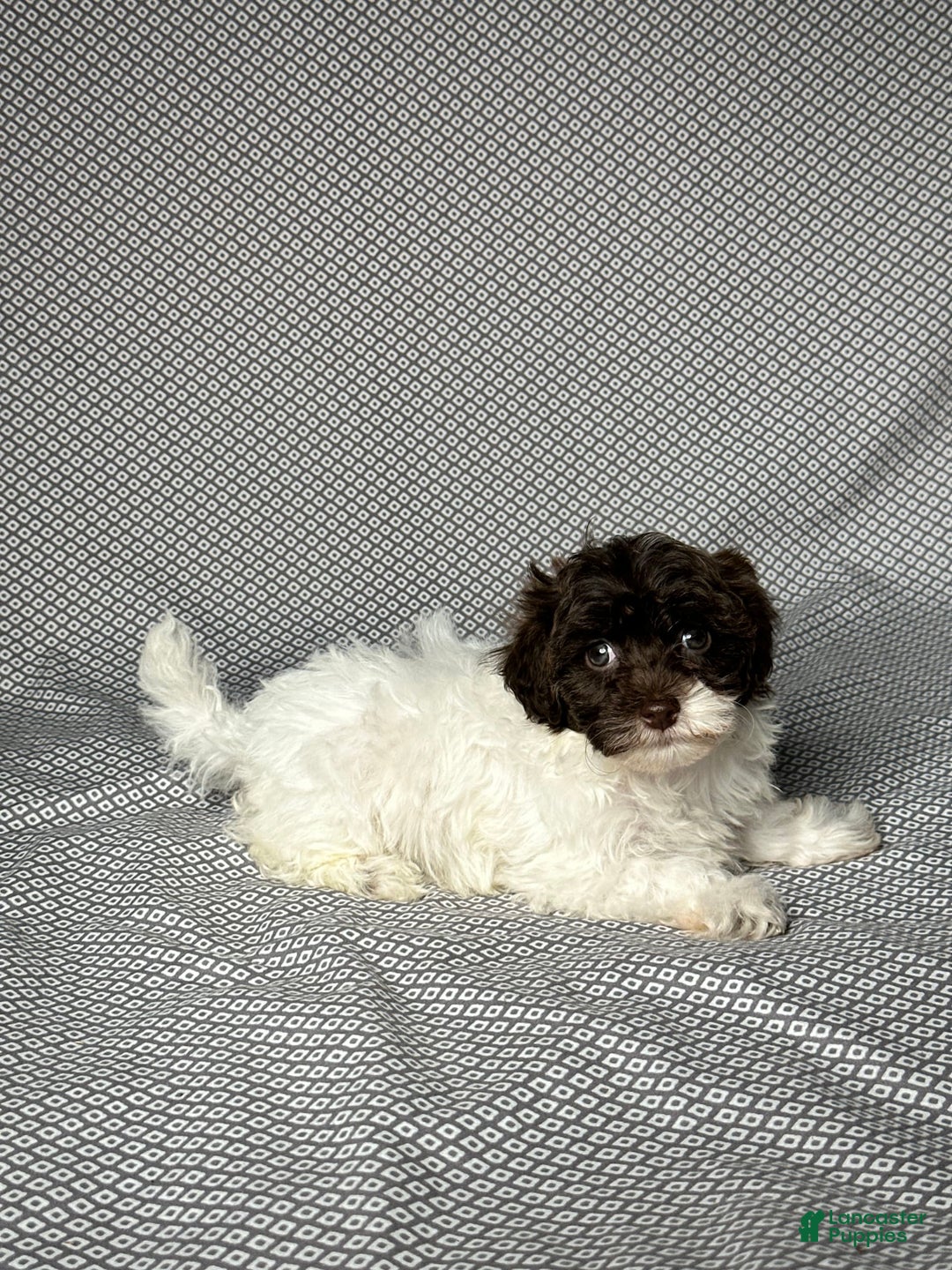 Havapoo dogs for sale: Kate - Image 2