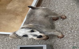 Miniature Schnauzer dogs for sale: Tillie - Image 18