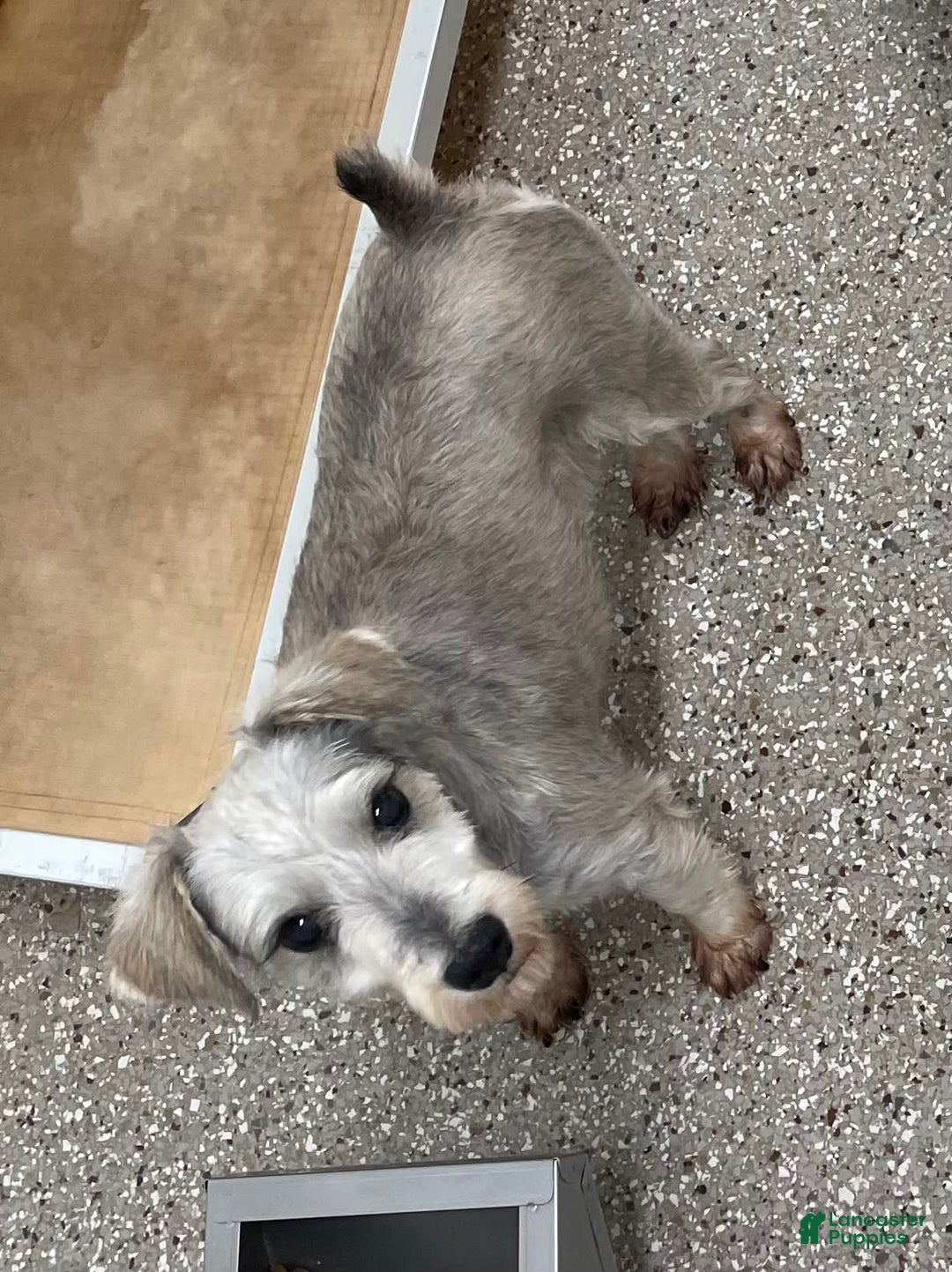 Miniature Schnauzer dogs for sale: Tillie - Image 18