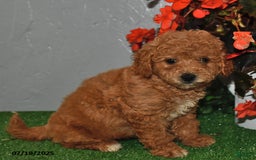 Cavapoo dogs for sale: Cavapoo 5 puppies - Image 8