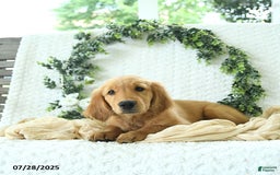 Golden Retriever dogs for sale: Abby - Image 8