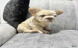 French Bulldog dogs for sale: Butterscotch - Image 3