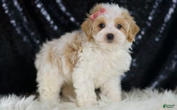 Maltipoo dogs for sale: Aurora - Image 4