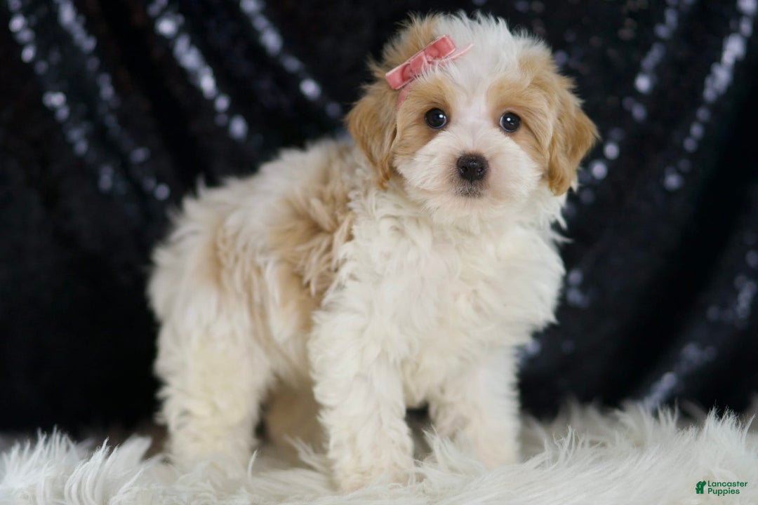 Maltipoo dogs for sale: Aurora - Image 4
