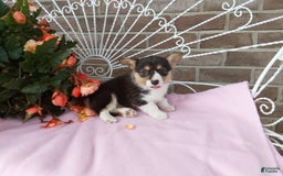 Welsh Corgi Pembroke dogs for sale: Chelsea - Image 2