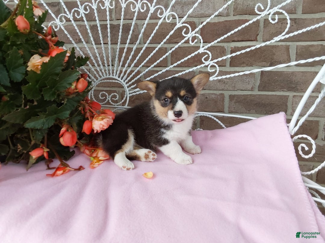 Welsh Corgi Pembroke dogs for sale: Chelsea - Image 2