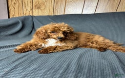 Toy Poodle dogs for sale: Maxi - Image 16