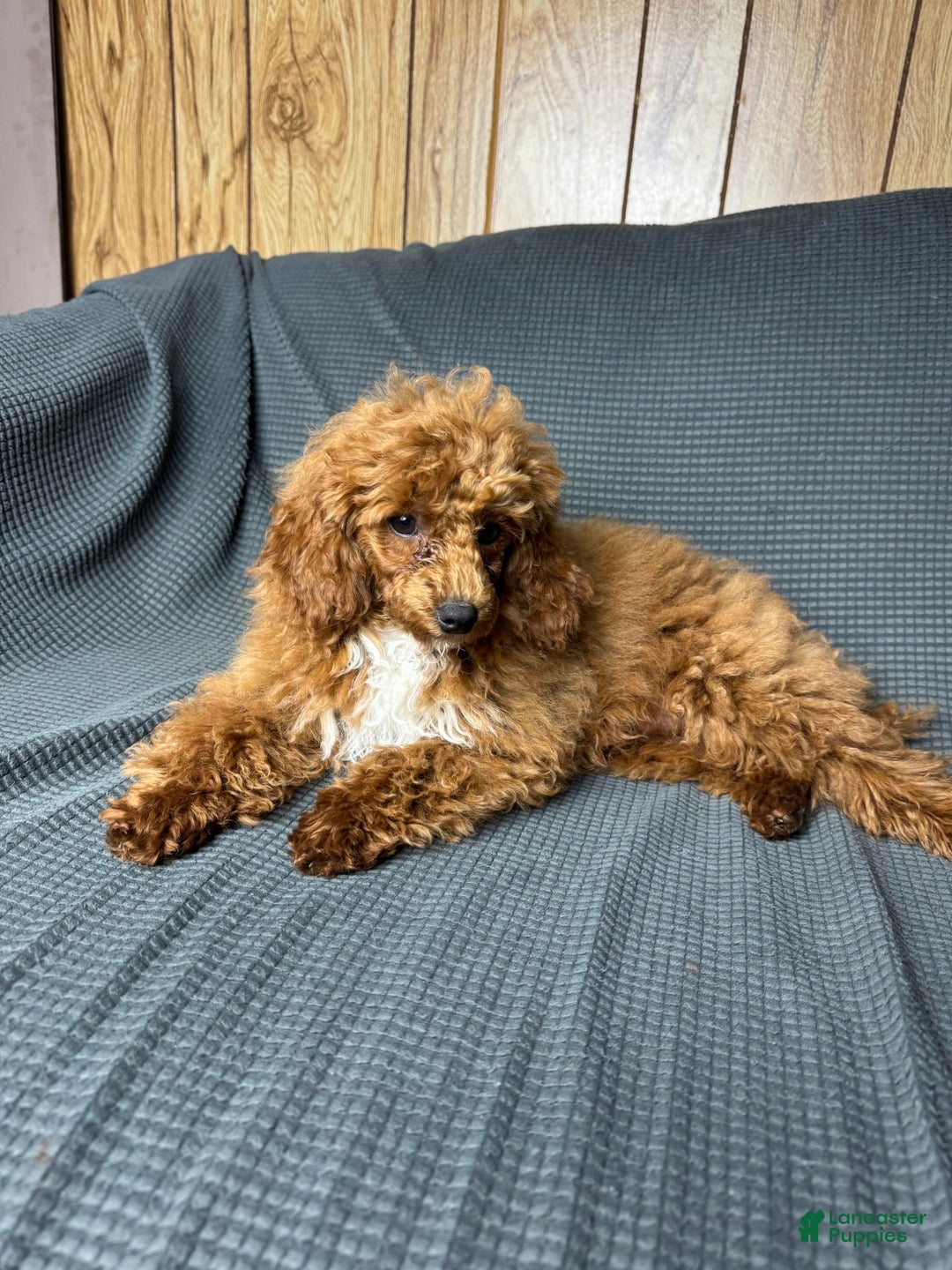 Toy Poodle dogs for sale: Maxi - Image 16