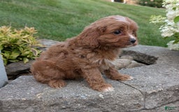Cavapoo dogs for sale: Rosie - Image 3