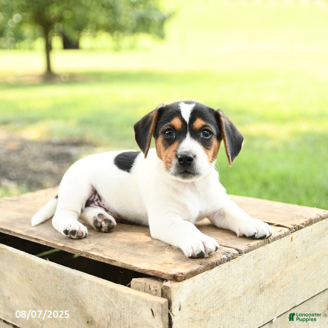 Beagle dogs for sale: Lucas - Image 2