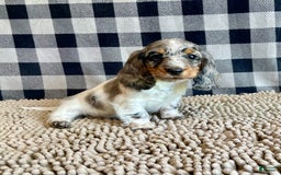 Dachshund dogs for sale: Daniel - Image 7