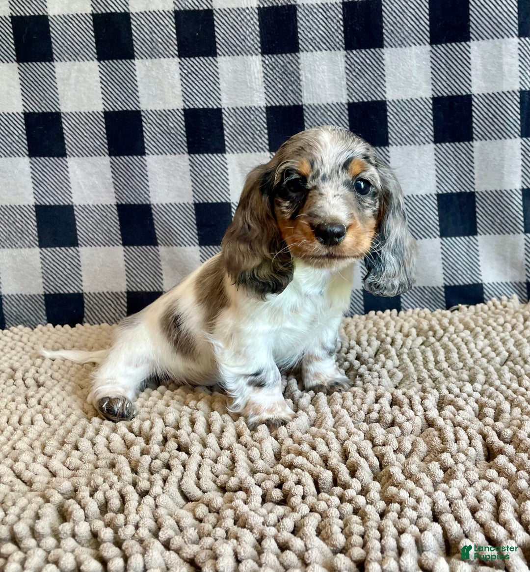 Dachshund dogs for sale: Daniel - Image 7