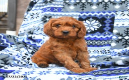 Cavapoo dogs for sale: Basil - Image 1
