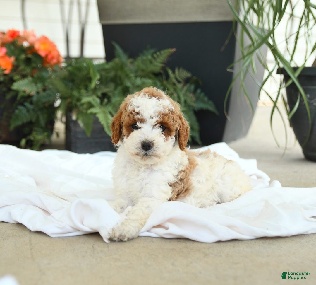 Mini Goldendoodle dogs for sale: Ginger - Image 12