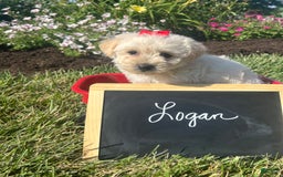 Yochon dogs for sale: Logan - Image 4